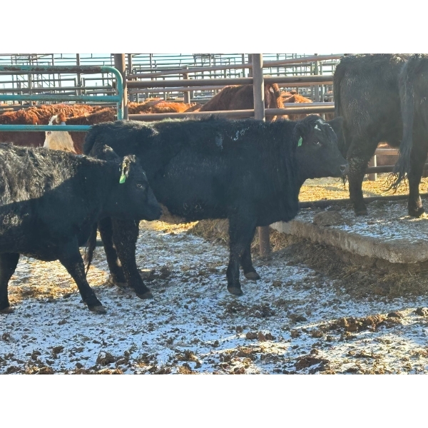 Fox Cattle Co. - 5 Bred Heifers (Pen 505)