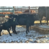 Image 1 : Fox Cattle Co. - 5 Bred Heifers (Pen 505)