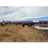 Image 4 : Four Harts Cattle Co. - 810# March Delivery Heifers - 75 Head (Vermilion, AB)