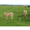 Image 3 : 6 S Feeders Inc. - 550# November Delivery Weaned Heifers - 110 Head (Moosomin, SK)