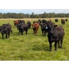Image 9 : Chipping Hill Cattle Co. - 1025# October Delivery Grass Steers - 300 Head (Zhoda, MB)