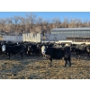Image 12 : Bircham Ranch - 900# January Delivery Steers - 135 Head (Piapot, SK)