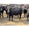 Image 2 : Birch Island Land & Cattle - 1125# July Delivery Steers - 54 Head (Rhein, SK)