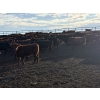 Image 4 : Valleyview Ranch - 820# Sept/Oct Delivery Steers - 75 Head (Valleyview, AB)