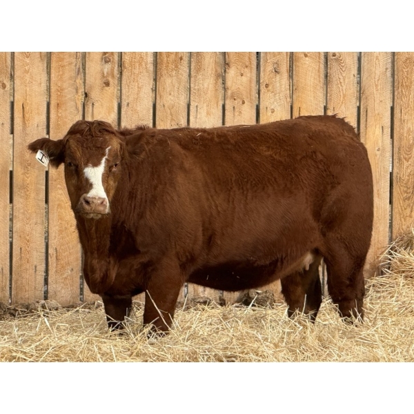 Marcinek Cattle Company - 5 RBF Simm/Angus X Bred Heifers (Condor, AB)