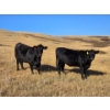 Image 4 : Creekstone Ranching (Tracey Pierson) - 5 BLK Heifers (Pen 333-335)