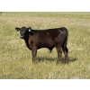 Image 9 : Douglass Bros. Ranching - 625# November Delivery Steer Calves - 100 Head (Gem, AB)