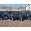 Image 4 : TV Bar Farms Ltd. - 725# April Delivery Steers - 70 Head (Goodlands, MB)