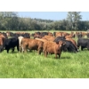 Image 6 : Lone Star Cattle Co. - 1040# September Delivery Grass Steers - 530 Head (Buck Lake, AB)