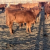 Image 3 : Hawk Ranching - 850# February Weaned Steers - 220 Head (Nanton, AB)