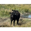 Image 2 : Key International - 550# October Steer Calves - 50 Head (Asquith, SK)