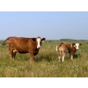 Image 8 : Edge-Hughes Cattle Co. - 550# October Delivery Steer Calves - 90 Head (Cochrane, AB)
