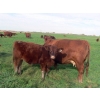 Image 10 : Wade & Frances Tobler - 570# October Delivery Steer Calves - 50 Head (Patricia, AB)