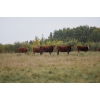Image 5 : Cornerglen Ranching (Evans) - 6 Red/RBF Angus April/May Calving Bred Heifers (Crestomere, AB)