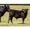 Image 2 : Cornerglen Ranching - 575# November Delivery Steer Calves - 50 Head (Crestomere, AB)