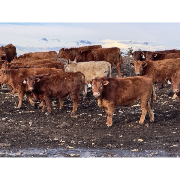 Bear Spring Ranch - 1030# August Delivery Grass Steers - 180 Head (Airdrie, AB)