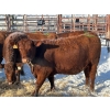 Image 3 : Spruce Ridge Farms  - 21 Heifers (Pen 515)