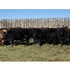Image 5 : Dwayne Nicolay - 620# February Delivery Heifers - 60 Head (Rocky Mountain House, AB)