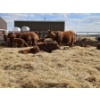 Image 12 : Rolling N Ranches (Nolan & Amanda Osadczuk) - 8 Red Simm Heifer Pairs (Pen F10)