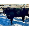 Image 1 : Resch Ranch - 3 Mature Cows (Pen 506)