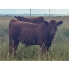 Image 4 : Mullen Land & Cattle Co. - 550# September Delivery Steer Calves - 110 Head (Peers, AB)