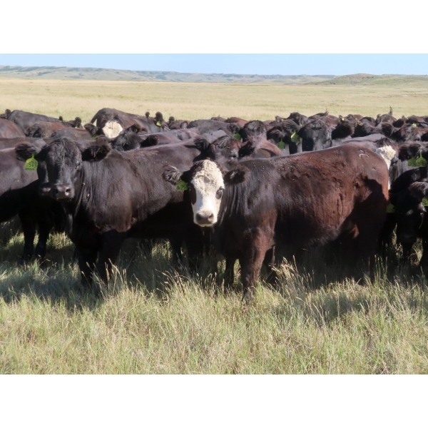 L & J Ranch - 840# Sept/Oct Delivery Grass Heifers - 80 Head (Harptree, SK)