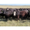 Image 1 : L & J Ranch - 840# Sept/Oct Delivery Grass Heifers - 80 Head (Harptree, SK)