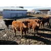 Image 6 : Reid Ranching Cremona - 720# April Delivery Heifers - 88 Head (Cremona, AB)