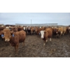Image 3 : Cattlewood Farms Ltd. - 800# March Delivery Heifers - 215 Head (Stirling, AB)