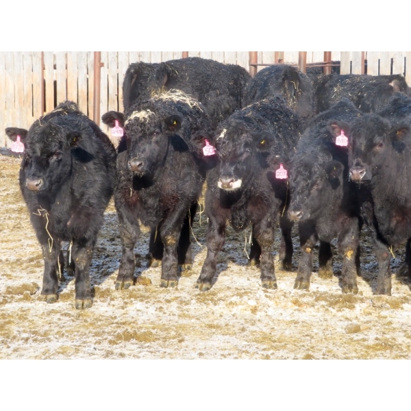 CDA Farms Ltd. - 990# February Delivery Steers - 45 Head (Lemberg, SK)