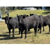 Image 3 : Rafter 17 Ranching - 1100# September Delivery Grass Heifers - 50 Head (Eckville, AB) VBP+