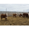 Image 7 : Anchor C Livestock - 725# April/May Delivery Heifers - 85 Head (Stirling, AB)