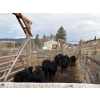 Image 8 : Nicola Ranch - 600# November Delivery Steer Calves - 310 Head (Merritt, BC) VBP+