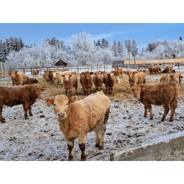 Four Harts Cattle Co. - 900# March Weaned Steers - 210 Head (Vermilion, AB)