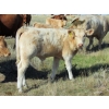 Image 3 : Ernie, Kathy & Kyle Lee - 615# October Delivery Steer Calves - 95 Head (Hanna, AB)