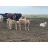 Image 3 : R7 Farms - 720# September Delivery Heifer Calves - 35 Head (Crossfield, AB)
