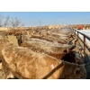 Image 15 : Darcy, Colton & Blake Reinhardt - 850# February Delivery Heifers - 145 Head (Redland, AB)