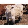 Image 7 : Leon Torkelson - 650# May Delivery Steers - 90 Head (Millicent, AB)