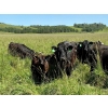 Image 3 : MG Cattle Co. Ltd. - 520# November Delivery Heifer Calves - 60 Head (Sangudo, AB)
