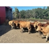 Image 9 : Turtleview Livestock - 990# October Delivery Grass Heifers - 58 Head (Goodlands, MB) VBP+