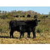 Image 6 : Matt Ross - 550# February Delivery Weaned Steers - 90 Head (Elkhorn, MB)