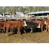 Image 4 : Frolek Cattle Co. - 575# Heifer Calves - 100 head (Knutsford, BC)