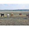 Image 12 : CK Cattle Co. (Scott & Laura Culligan) - 490# October Delivery Steer Calves - 120 Head (Eyre, SK)
