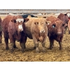 Image 2 : Stahlville Colony - 960# January Delivery Steers - 188 Head (Rockyford, AB)