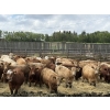 Image 2 : Lesher Lane Enterprises - 890# June Delivery Heifers - 204 Head (Lacombe, AB)