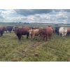 Image 6 : Leaning Arrow Ranch - 600# November Delivery Steer Calves - 95 Head (Dewberry, AB)