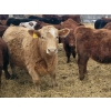 Image 6 : Rusty Myskiw - 650# February Delivery Heifers - 50 Head (Marquette, MB)