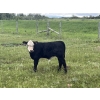 Image 7 : Dwayne Oborowsky - 560# October Delivery Steer Calves - 45 Head (Denholm, SK)