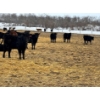 Image 5 : JDC AG - 850# August Delivery Heifers - 140 Head (Yorkton, SK)