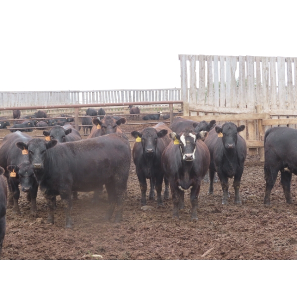 Little Rainbow Ranch - 925# September Yearling Heifers - 264 Head (Moosomin, SK)